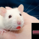 Image for article titled L’Oreal Suspends Production Of Irresistible 2-Step Lip Color Stick After Lab Rat Seduces Way Out Of Facility